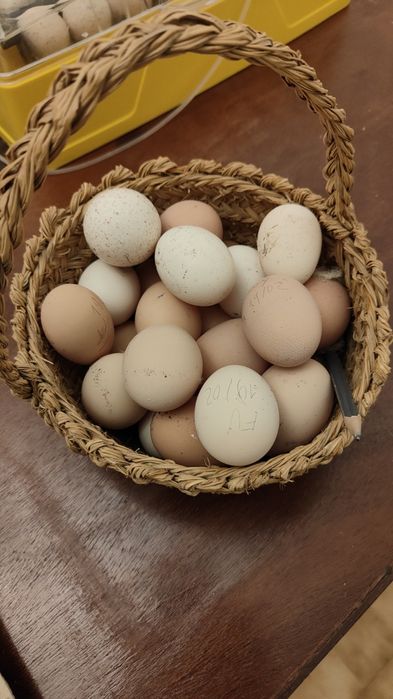 Ovos caseiros de galinha