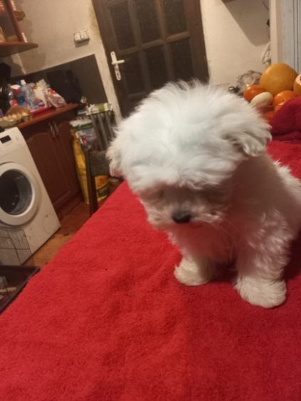 Maltańczyk piesek 2,5 miesiąca