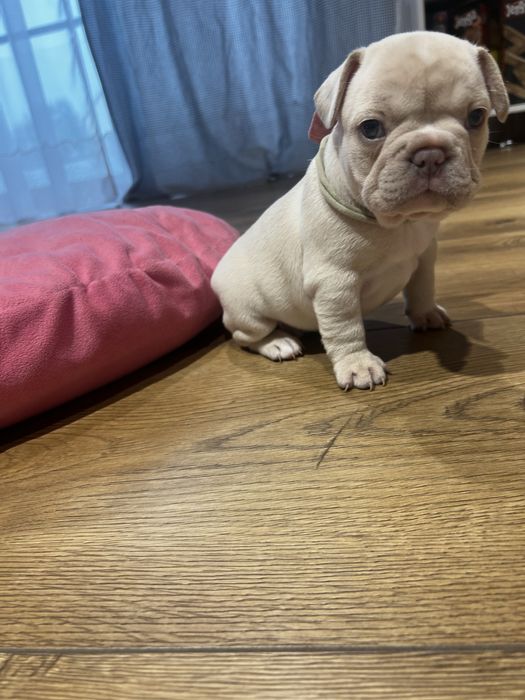 Buldog francuski kremowy lilac platynowy new shade isabella platinum