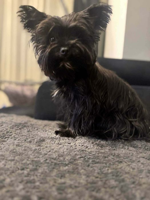 Yorkshire terrier