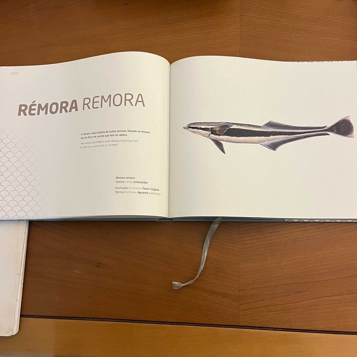 Oceanário de Lisboa - Ilustração dos Oceanos