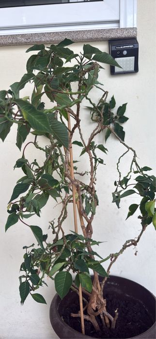 Vendo planta Flor-do-Natal / Bico-de-papagaio grande em vaso (Perene)