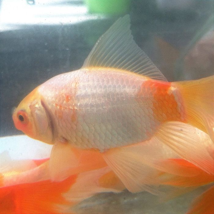 Золотые рыбки Комета, вуалевидный хвост. Рыбки в  пруд . Не тепличные