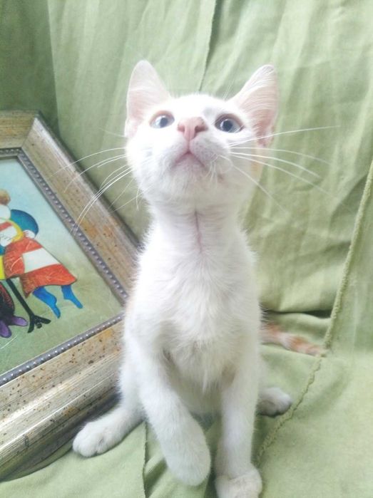Котята рыжики в добрые руки бесплатно
