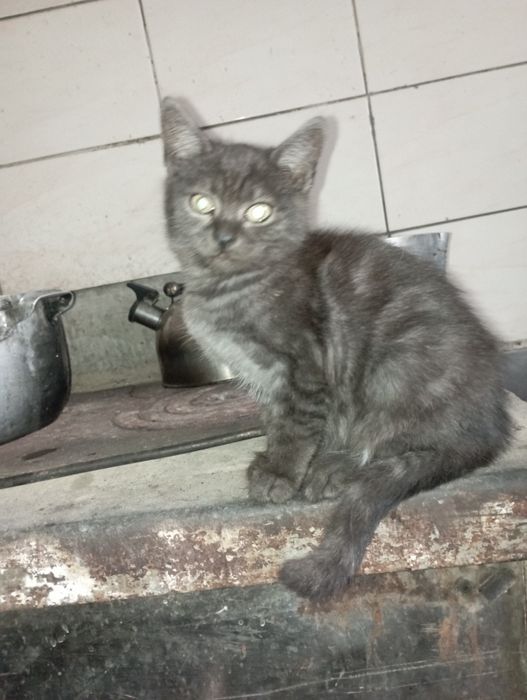 Віддам в добрі руки.