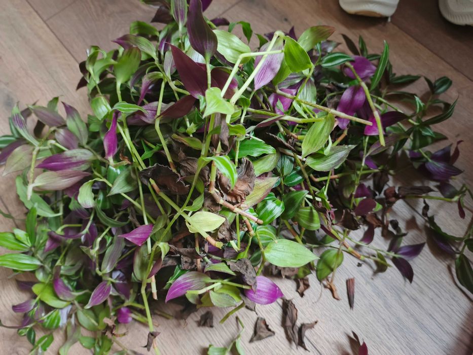 Традесканція вазон