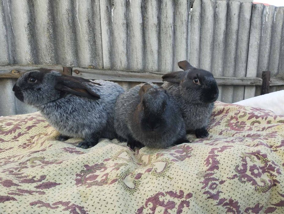 Кролі полтавське срібло