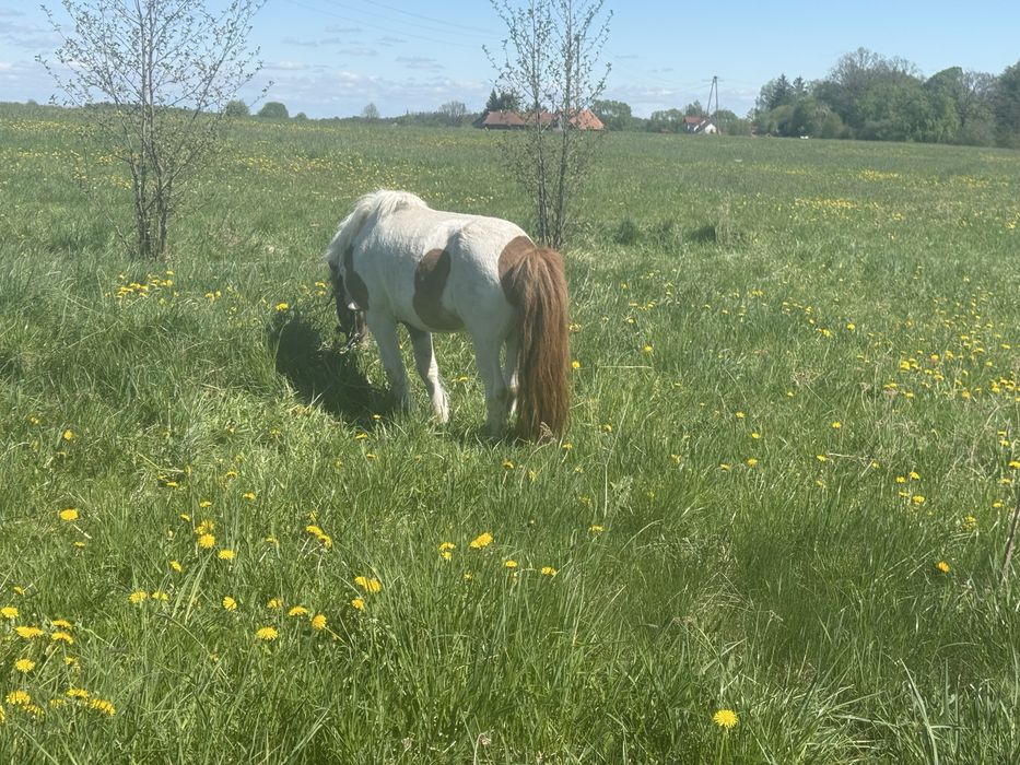 Zamienię lub sprzedam ogierka z licencją