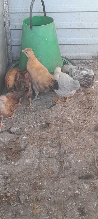 Aves de capoeira