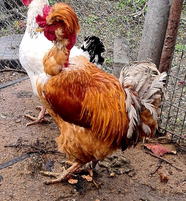 Яйце інкубаційне від домашніх курей