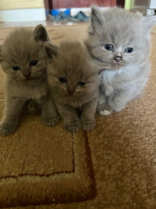 Маленькі красунчики