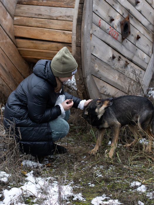 Ідеальний собак Вухасик