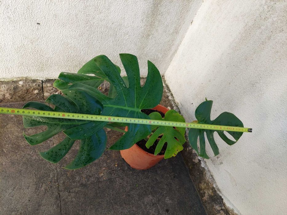 Costela-de-adão - Monstera deliciosa