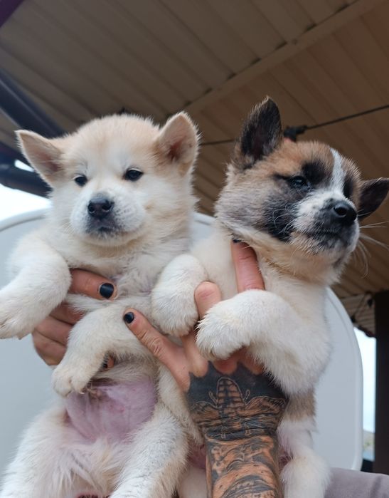 Акітята: продам .