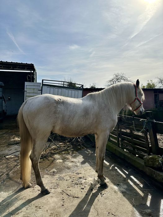 Cavalo russo Luso-arabe