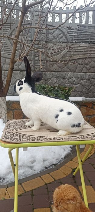 Кролики Строкачі