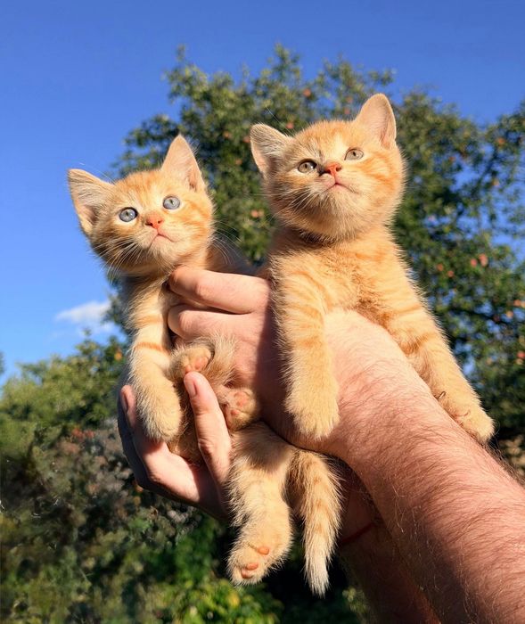 Котенята в добрі руки