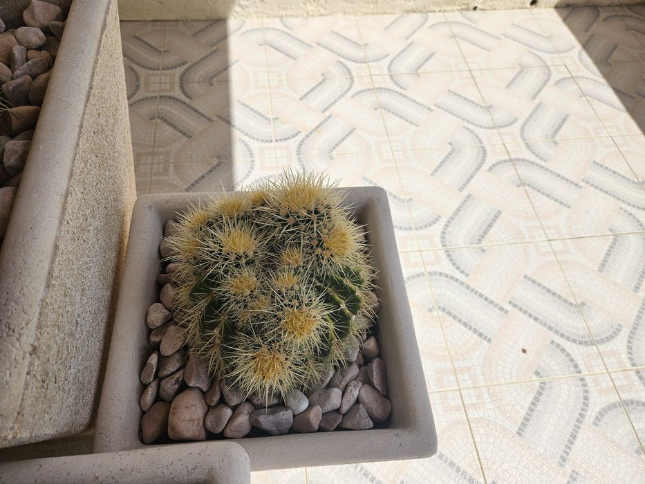 Cactos para Decoração