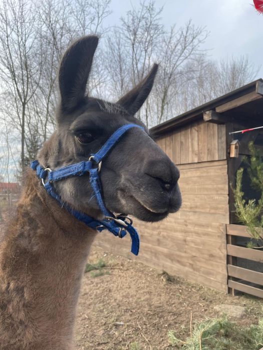 Lama samiec na sprzedaż