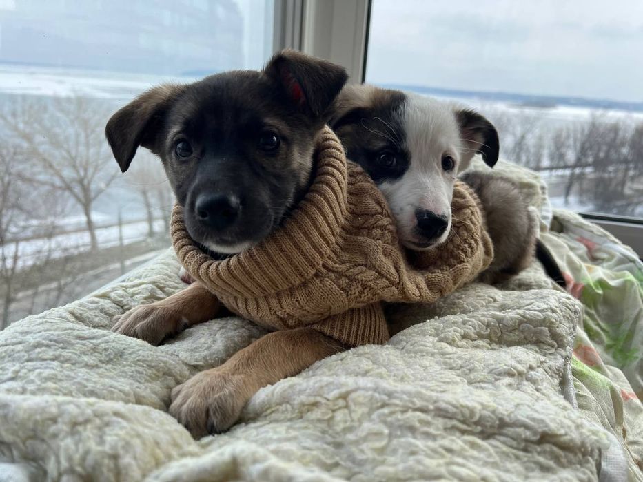 Щенята цуценята лагідні розумні хлопчик дівчинка