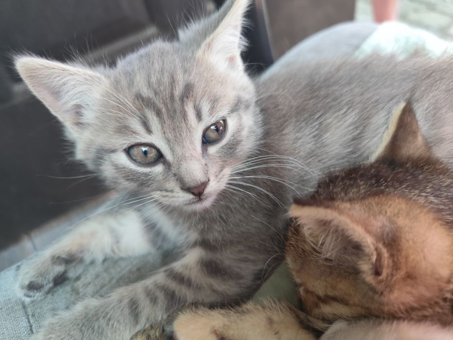 Котята бесплатно