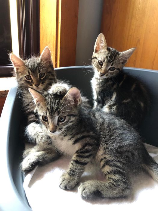 Gatos bebes para adoção responsavel