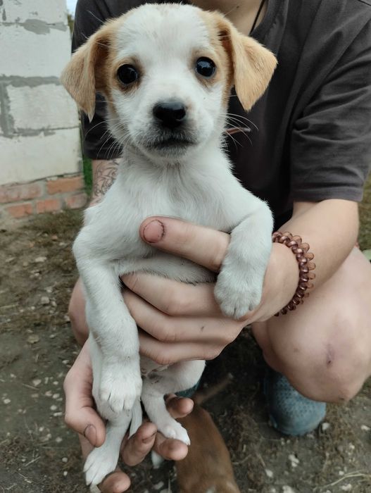 Срочно! Маленькі Щенята шукають дім
