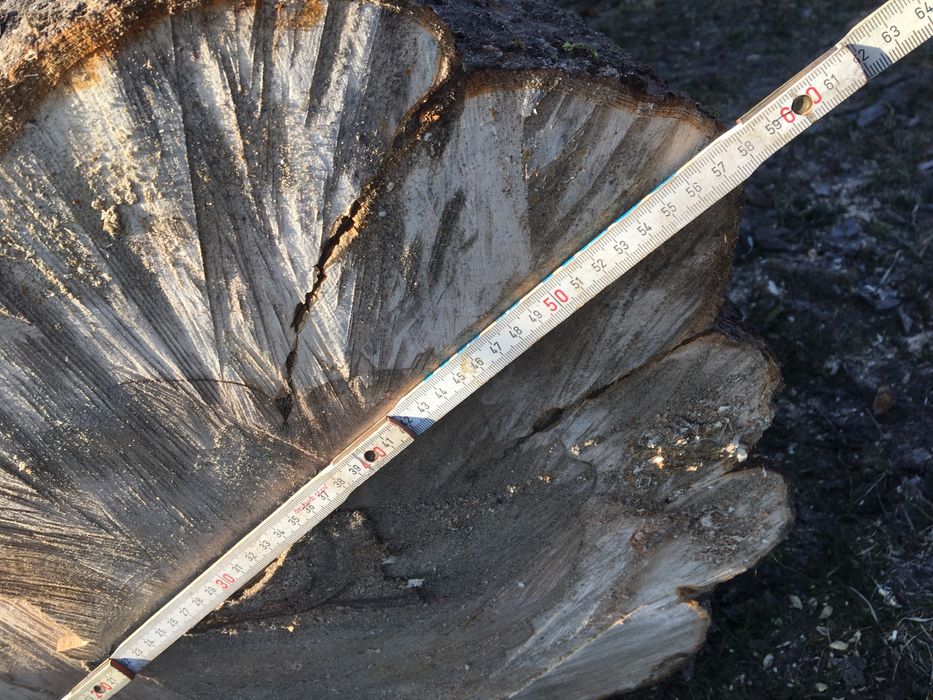 Яблуня кругляк свіжозрізана