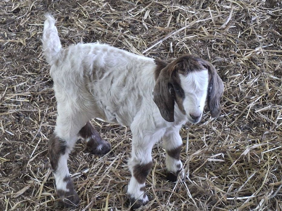 Vende-se Lote Completo: 7 Animais Boer Cruzados, Carne de Elite