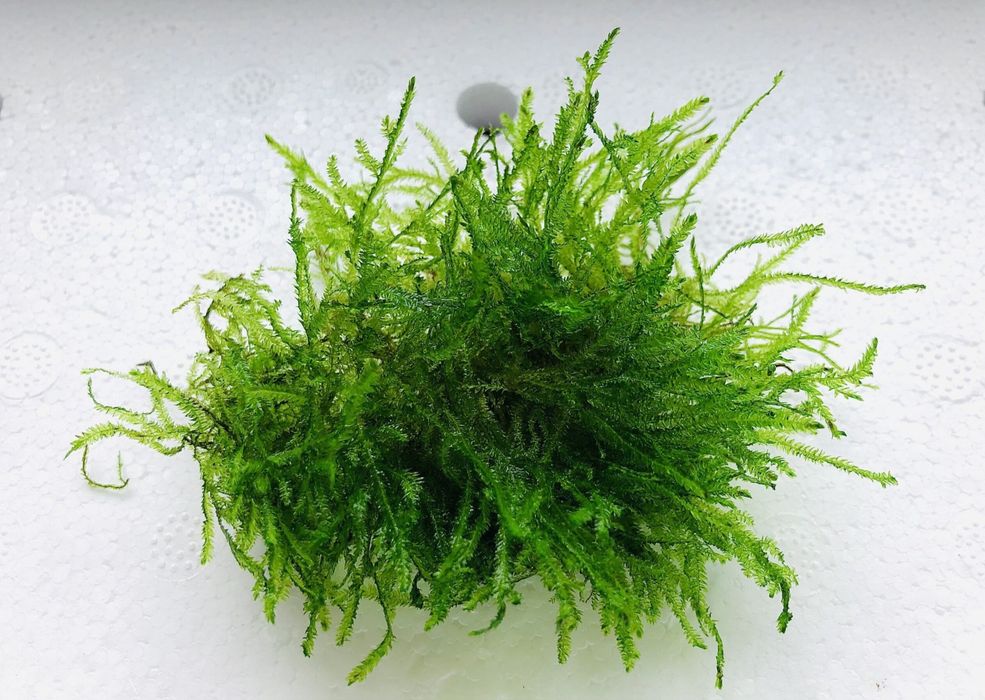 Mech  Java moss do akwarium