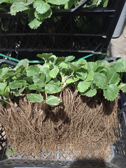 Саджанці полуниці Альба