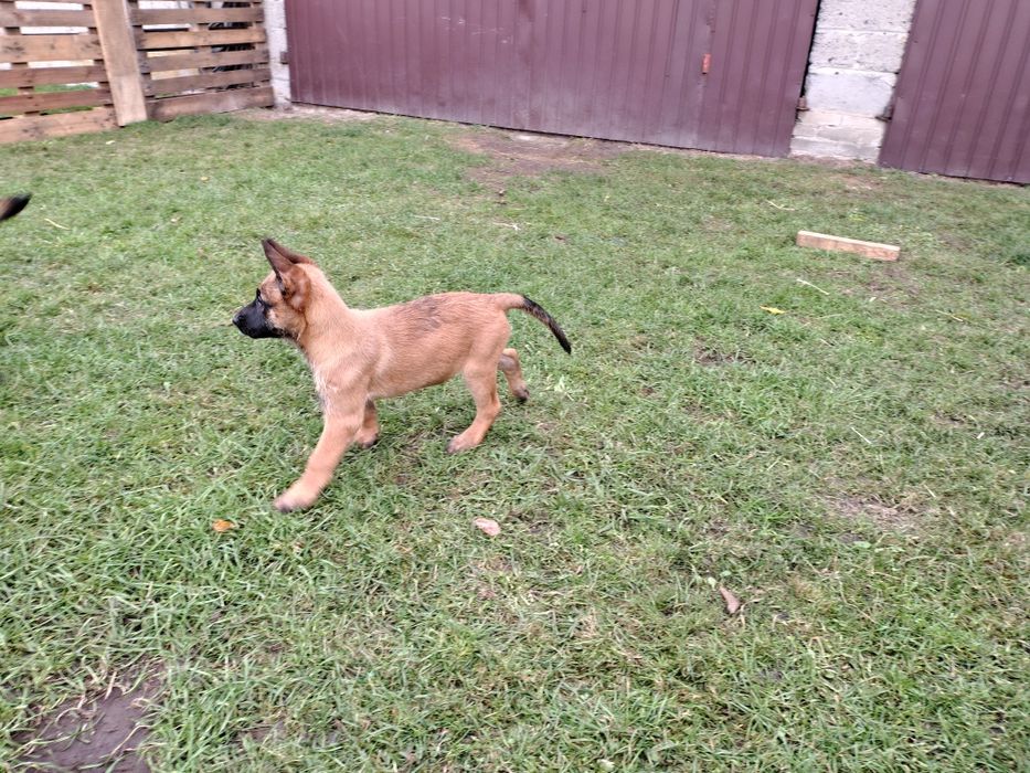 Owczarek Belgijski Malinois
