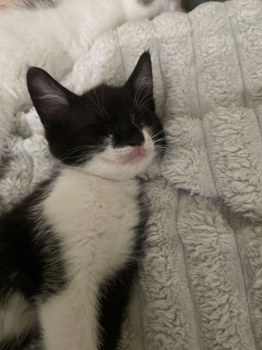 Віддам котика безкоштовно , дівчинка 2-3 місяці