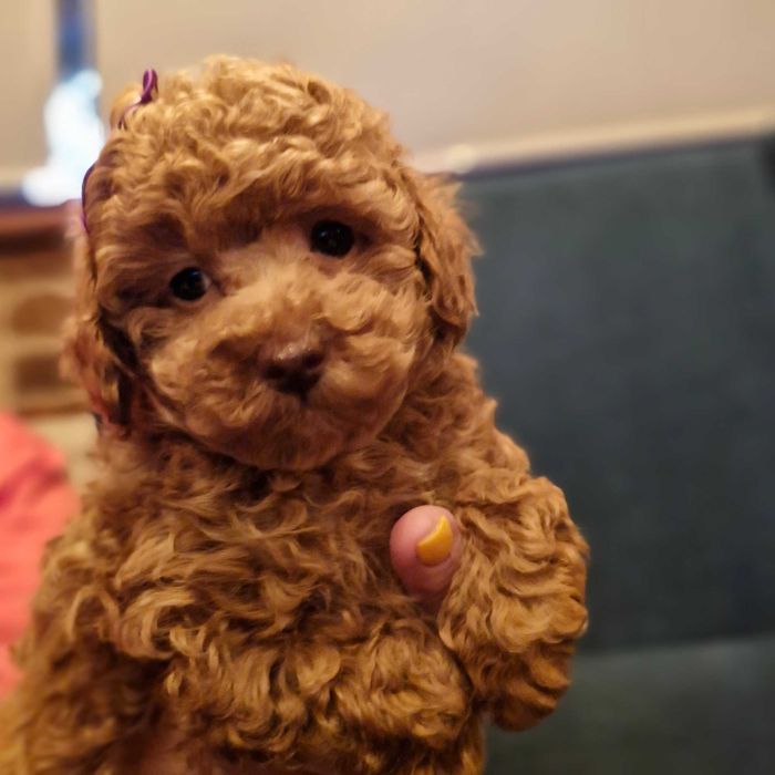 Pudel toy-miniarurka piękna płowa sunia