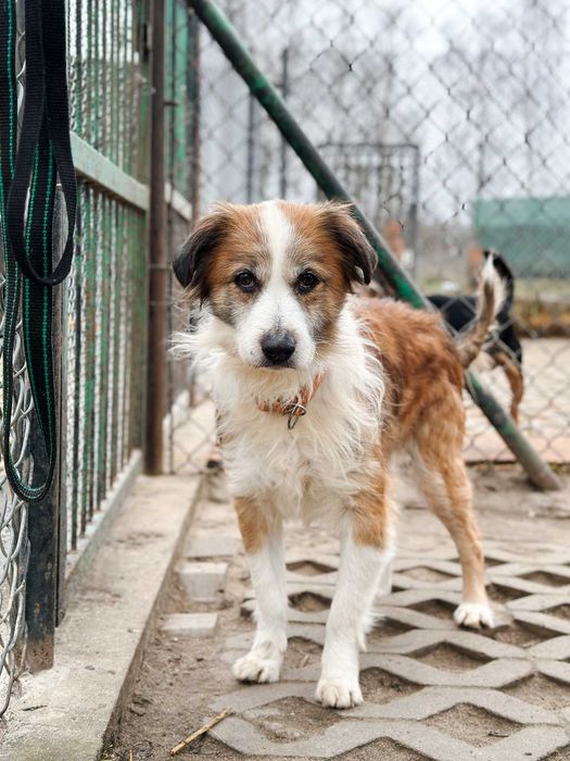 Henio - senior o wielkim sercu i dużej energii