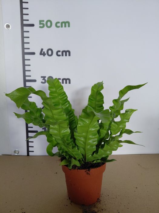 Asplenium "crispy wave" paproć gniazdowa  WYSYŁKA