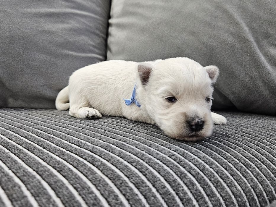 West Highland White Terrier