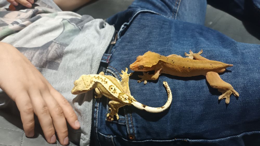 Gekony orzęsione zamienię na gekona gargulcowego lub terrarium