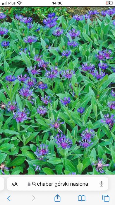 Chaber gorski .Bylina