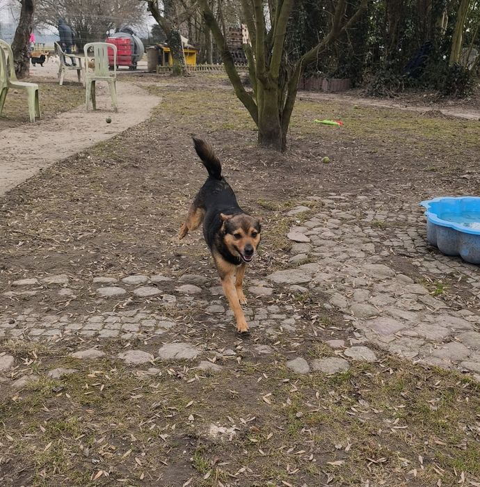 Wesoły Archi do adopcji!!! Pieski dowozimy!!!