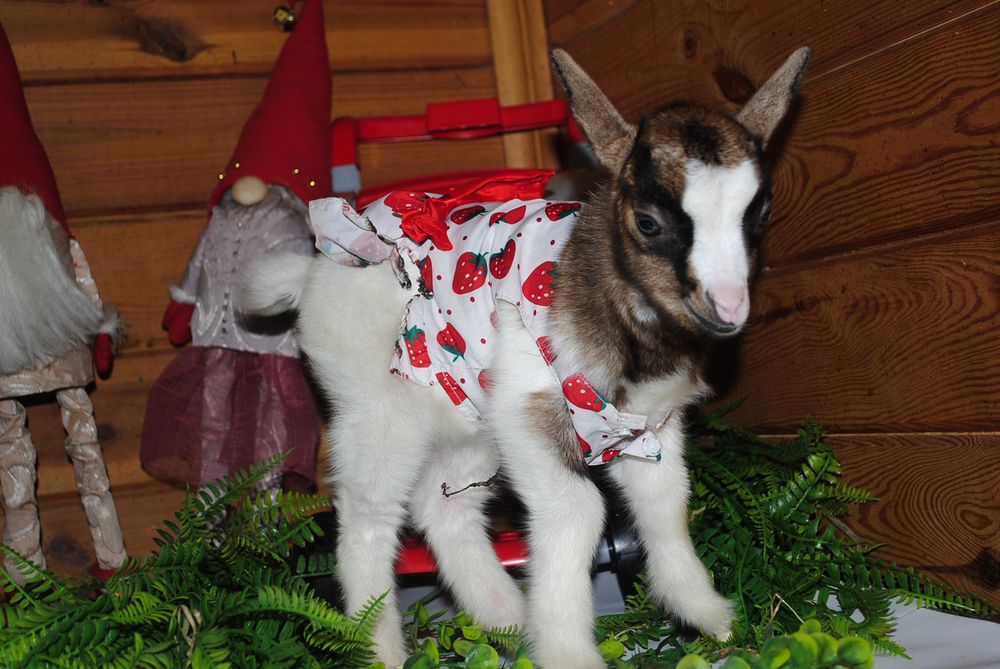 Міні козенята готові до переїзду