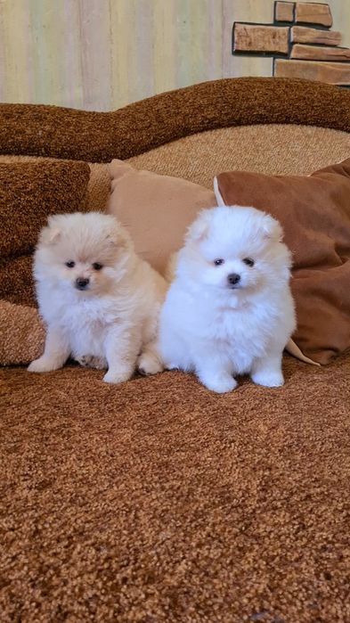 Малыши Шпицы Померанские