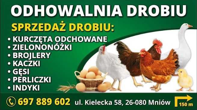 Kury, kurczęta odchowane w różnym wieku