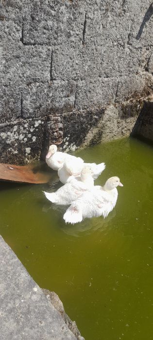 Patos Pequim Jovens
