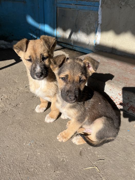 Песики  віддам даром