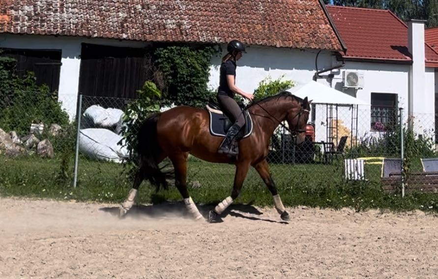 Super klacz małopolska do ambitnej jazdy