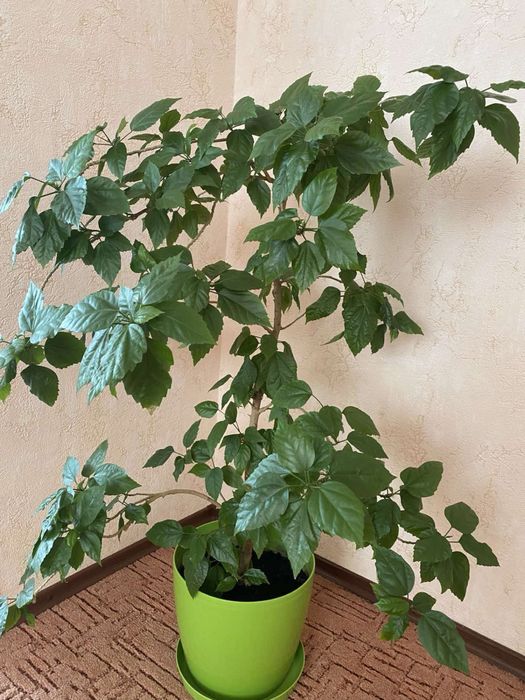 Продам декоративну розу