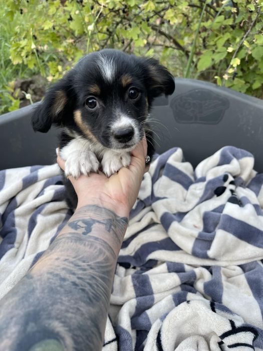 Віддам безкоштовно щенят