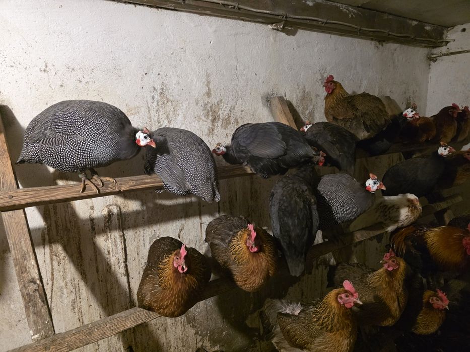 Sprzedam samce perlików