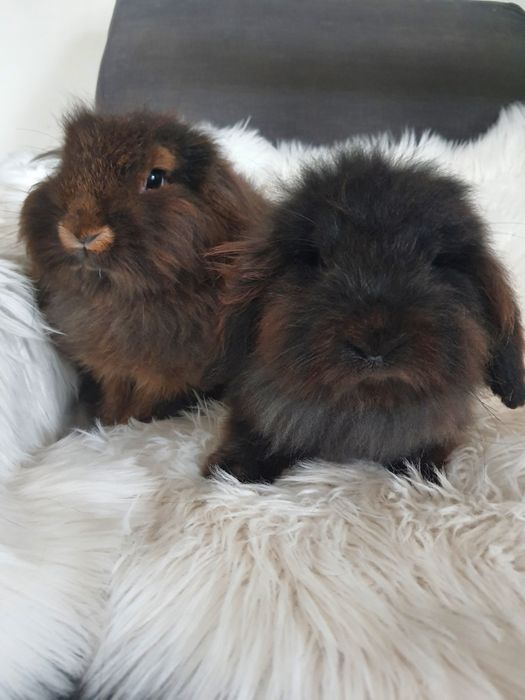 Króliki baranek miniaturka karzełek mini lop. Cena CAŁKOWITA.